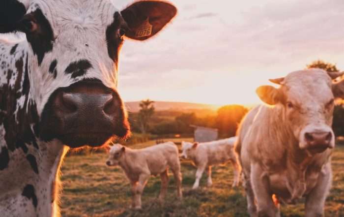 Finance for Livestock