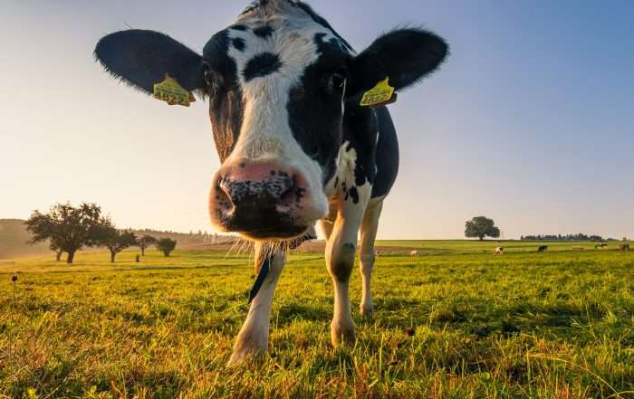 Finance for Dairy Machinery