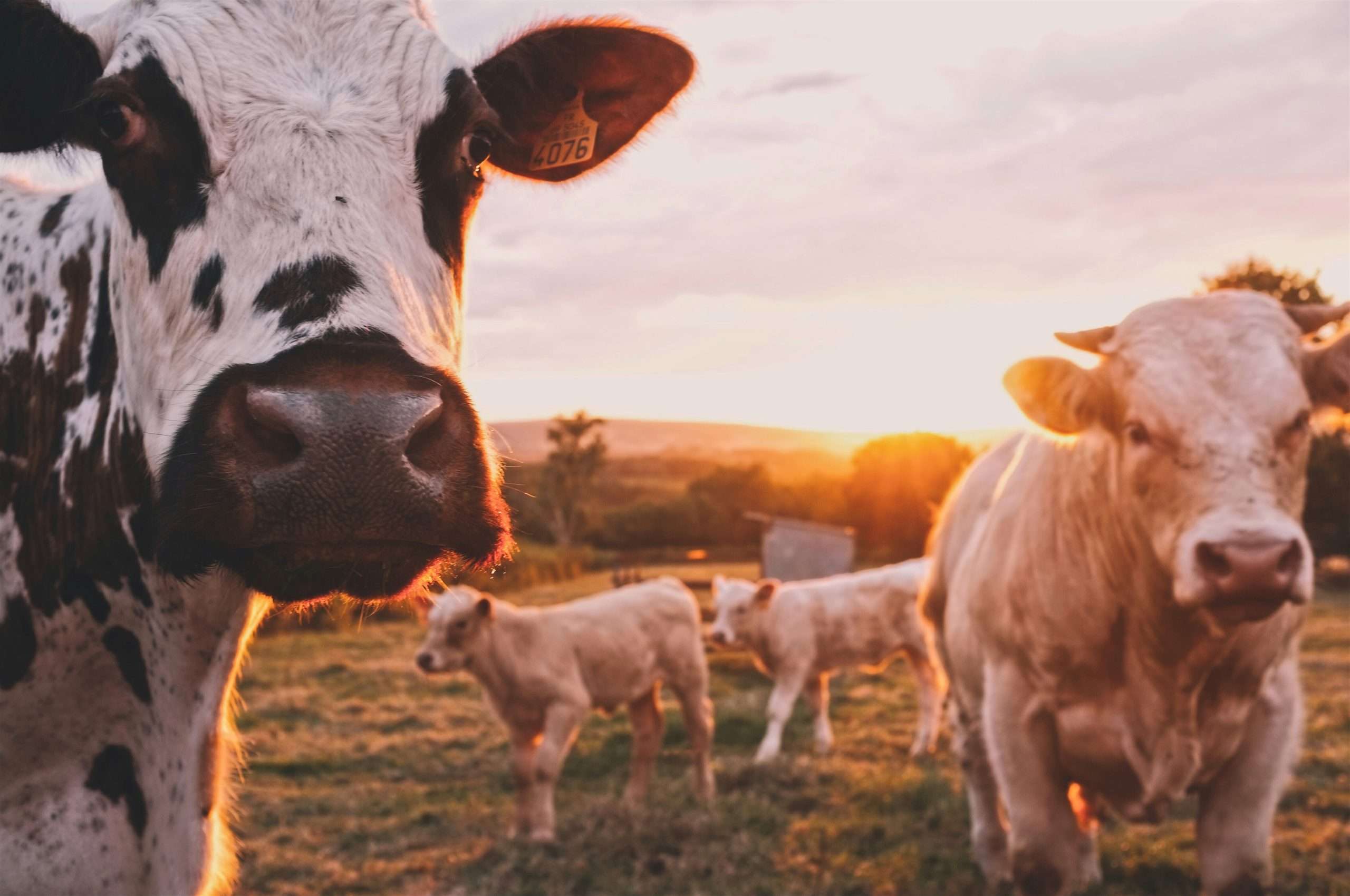Finance for Cattle Equipment