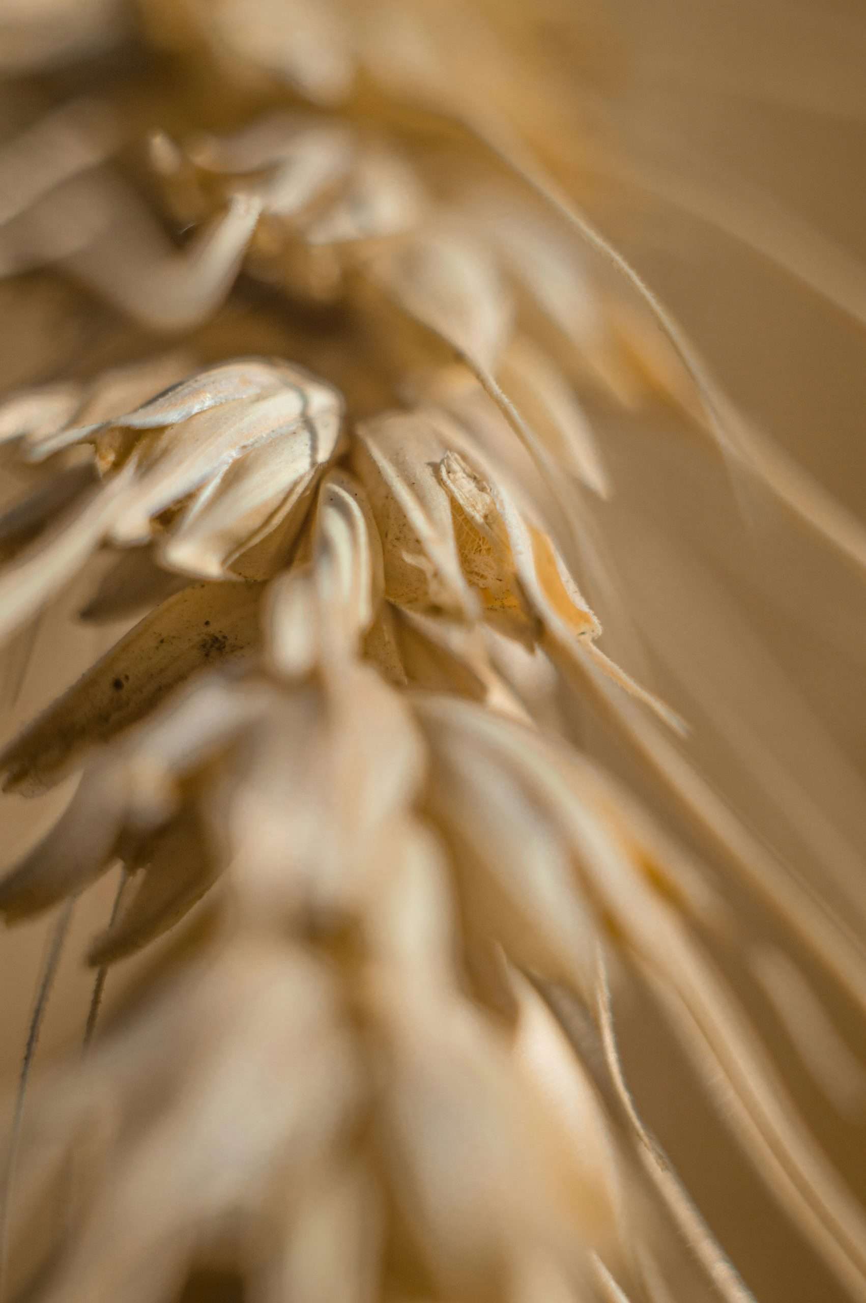 Finance for Grain Stores