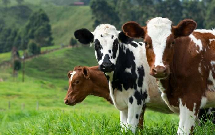Finance for Dairy Cows