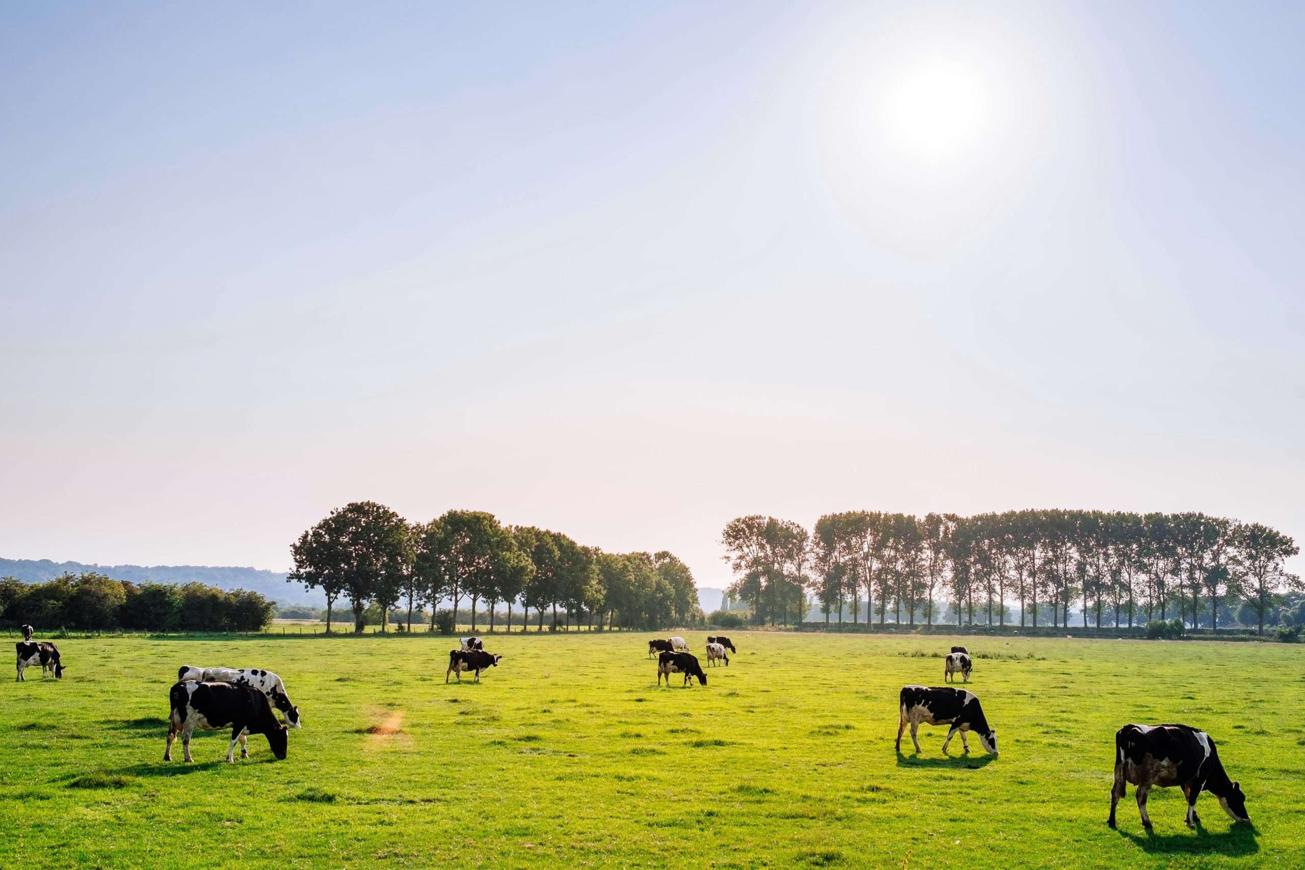Finance for Dairy Cows