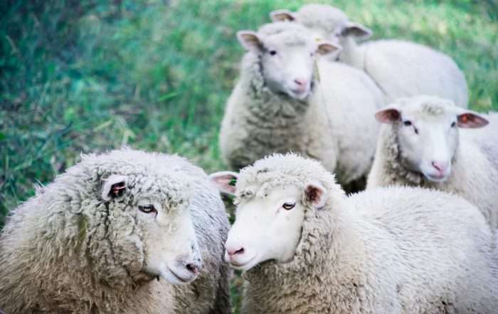 Finance for Sheep