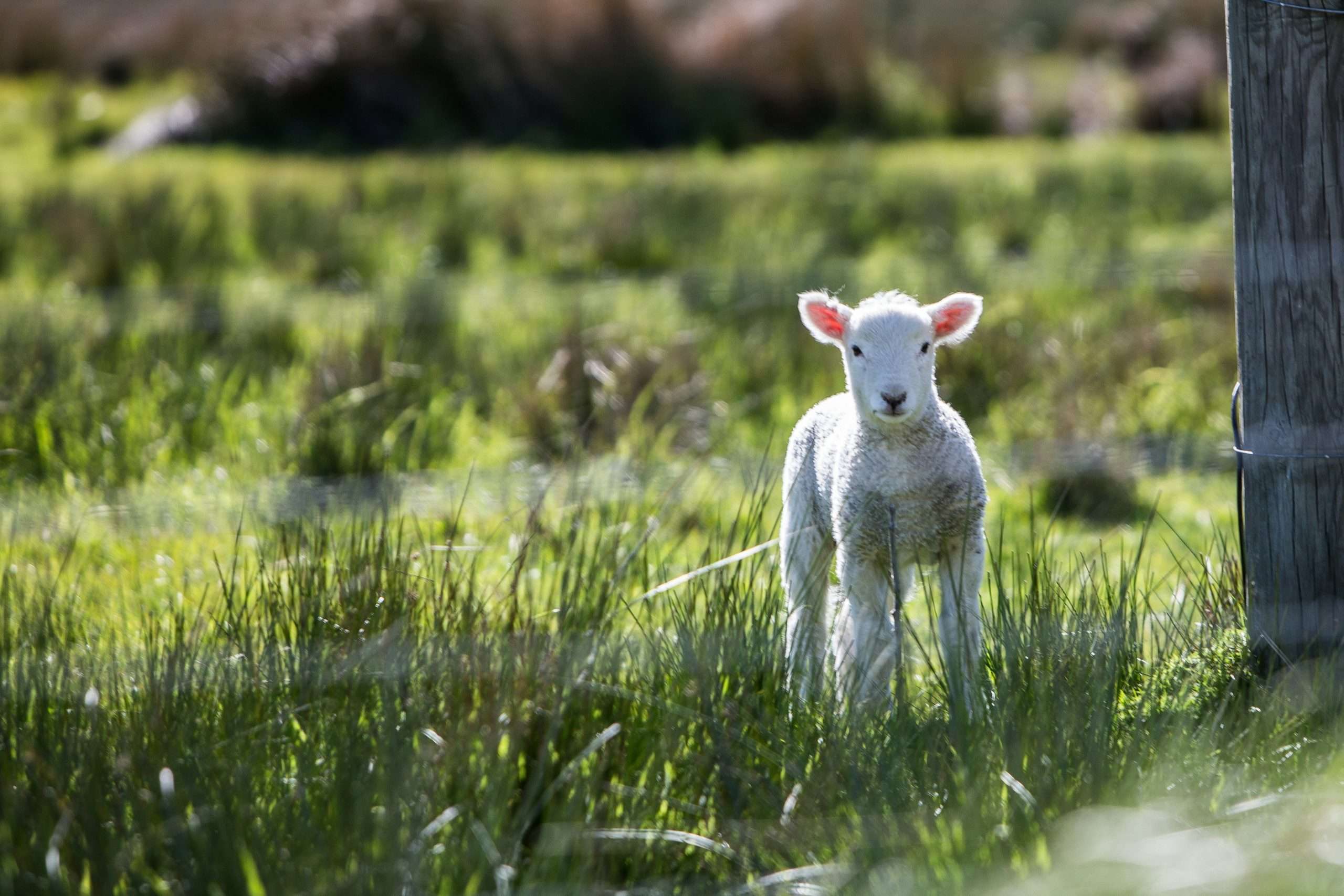 Finance for Sheep