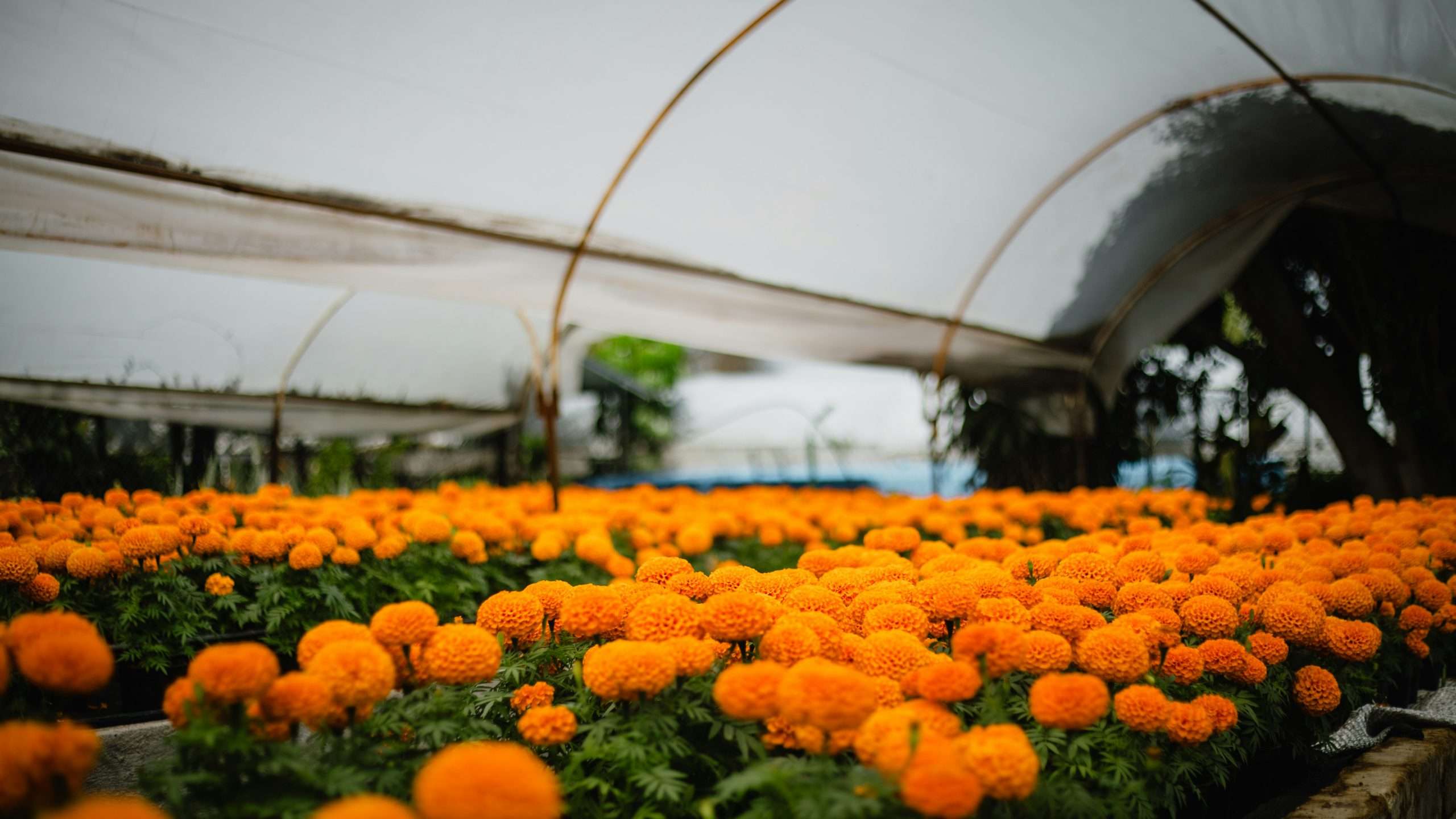 Finance for Alternative Crops