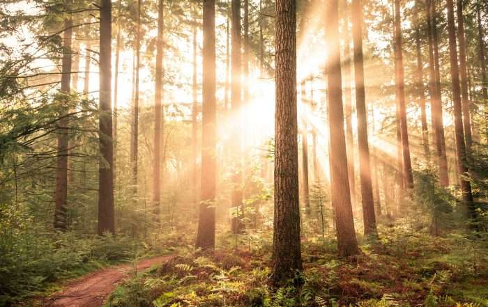 Finance for Arboriculture Equipment