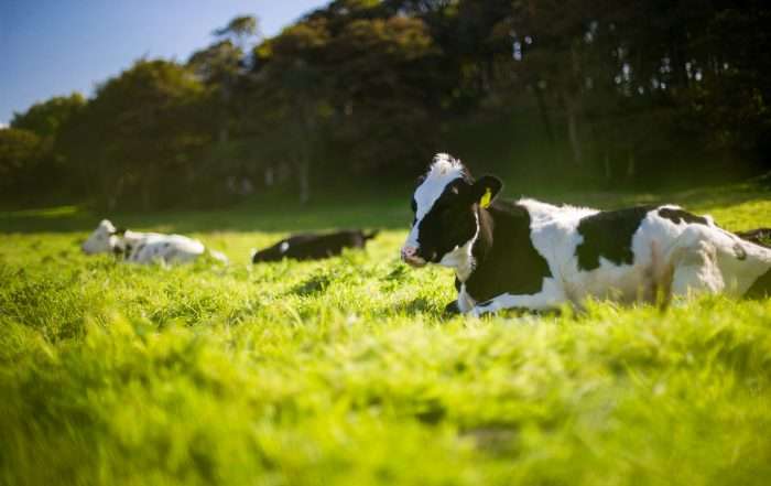 Livestock Finance Loans Available