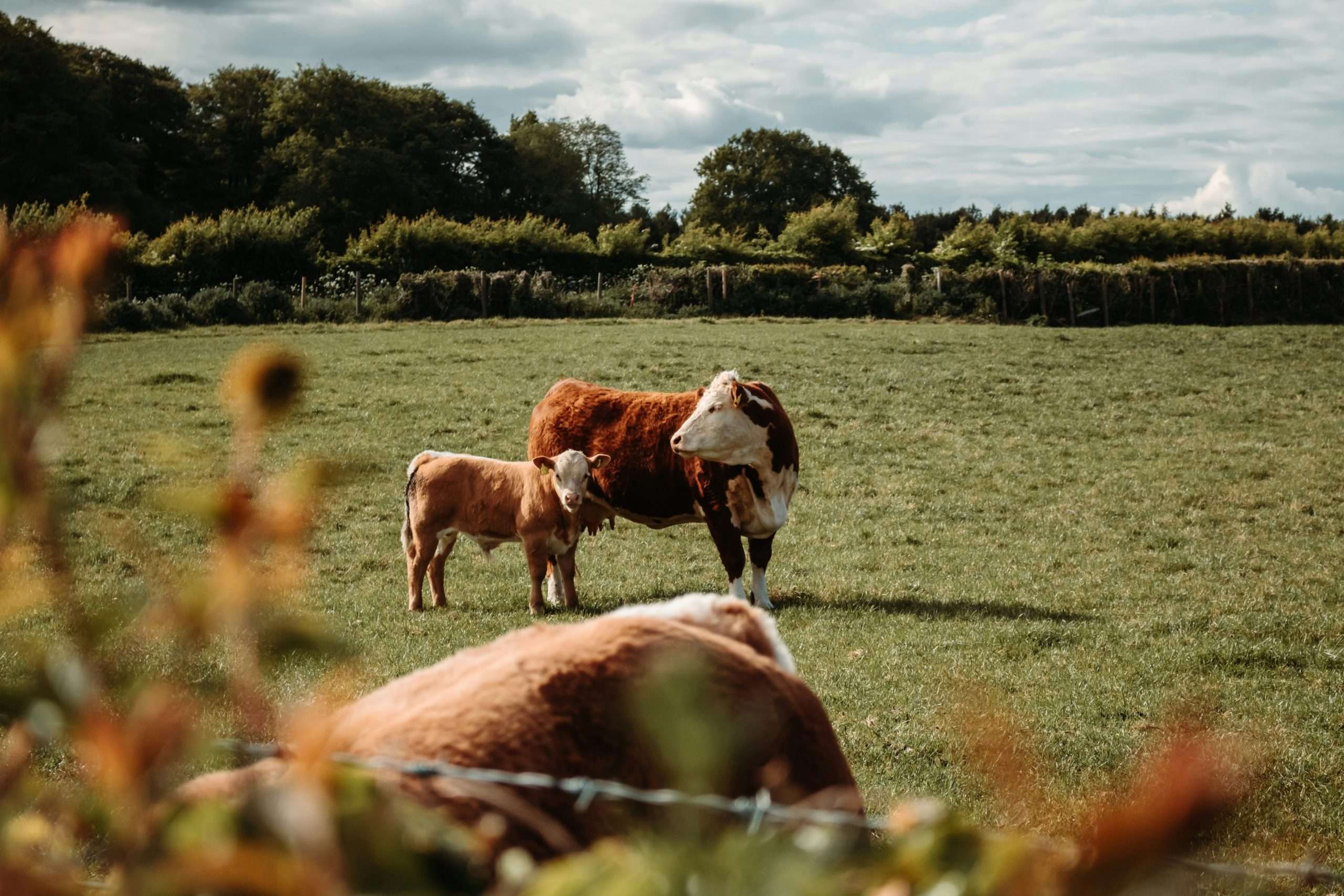 Livestock Finance Loans Available